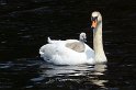 Schwan mit Küken am De Wittsee